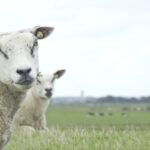 Volgtips voor accounts op Waddeneiland Terschelling